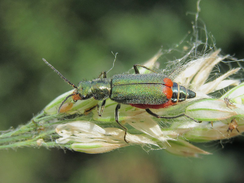 Malachiidae:  Malachius cfr. australis